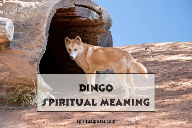 dingo-spiritual-meaning-and-symbolism