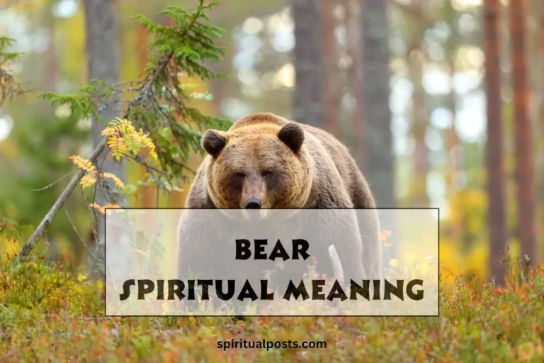 what-does-a-bear-represent-spiritually