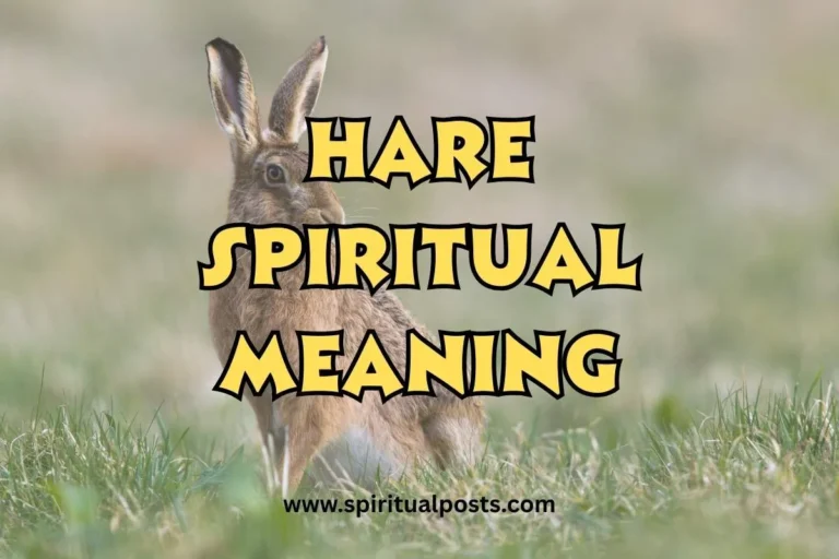 what-is-the-spiritual-meaning-of-hare