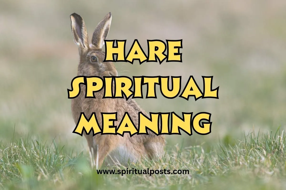 what-is-the-spiritual-meaning-of-hare