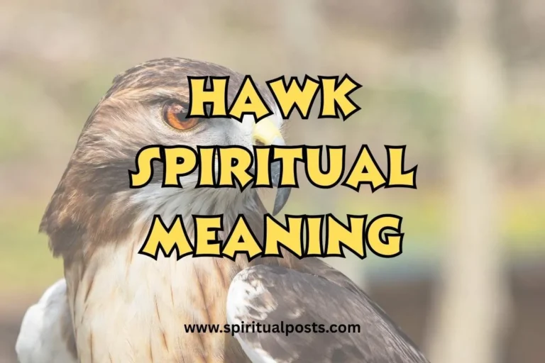 what-is-the-spiritual-meaning-of-hawk